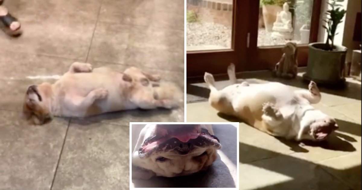 d2 16.png?resize=1200,630 - Une vidéo amusante d'un chien dormant dans une position hilarante devient virale sur le Web