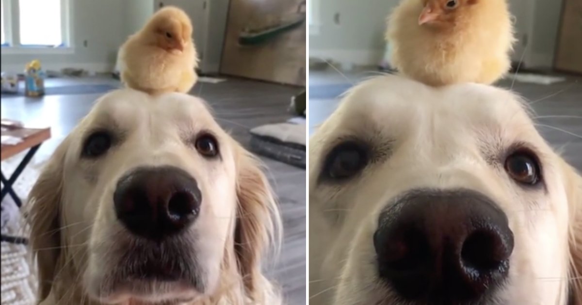 d2 3.png?resize=412,275 - Dog and Chick Love to Spend Time Together and Have Become Best Friends