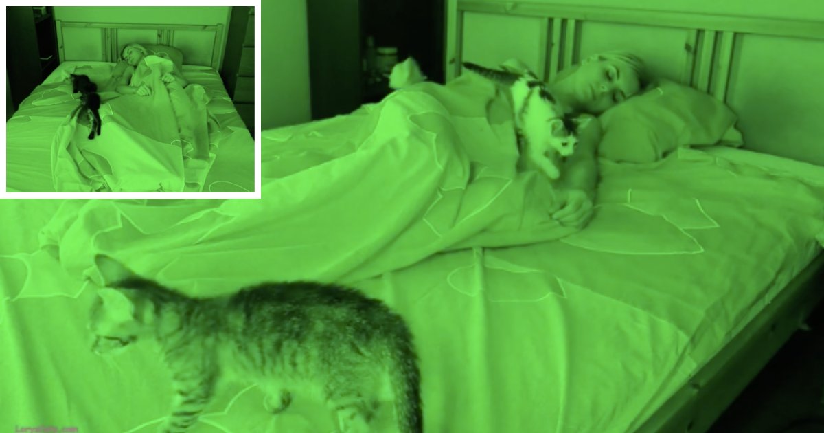d2 4.png?resize=412,232 - Woman Documents Her Adventurous Night Sleeping With Many Cats All Around Her