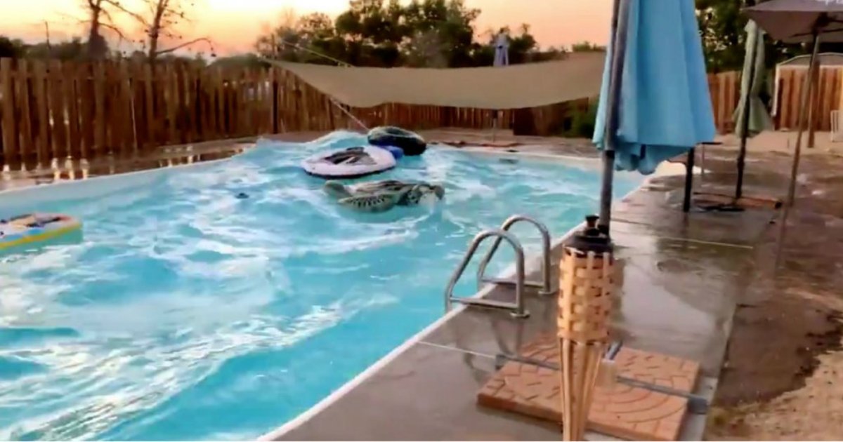 Water In Swimming Pools Trembles As Earthquake Hits California Small Joys 