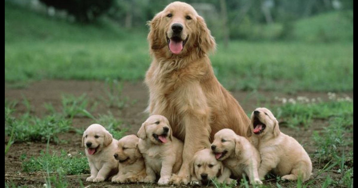 d2 7.png?resize=412,275 - Dog Meets Her Mom for The First Time After All These Years
