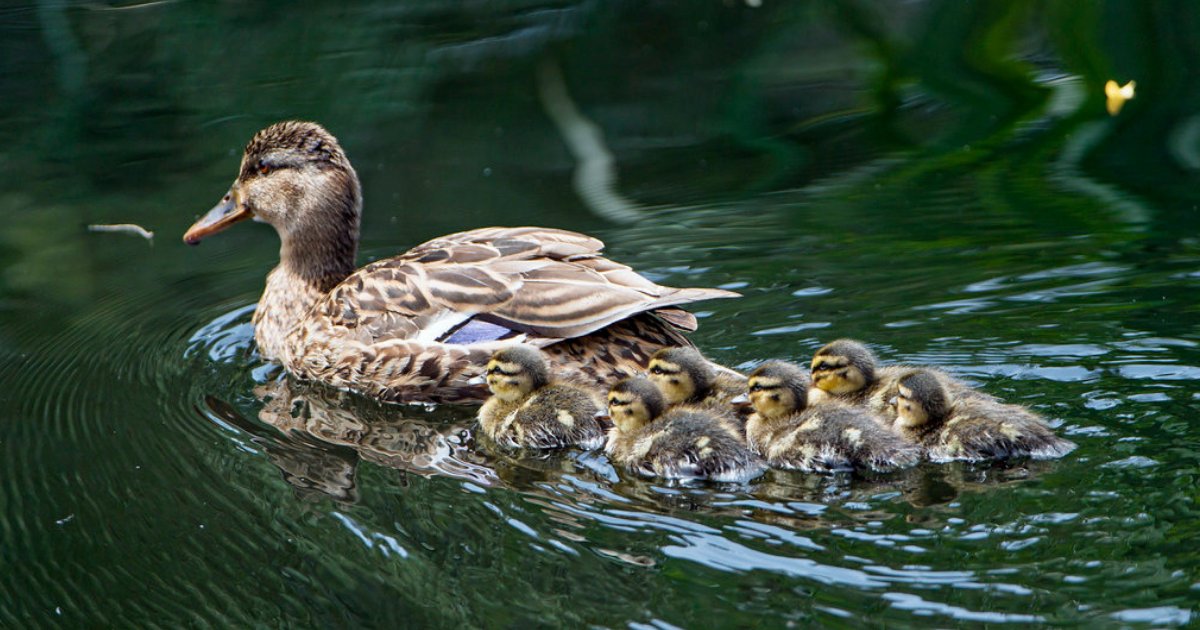 d2 8.png?resize=412,275 - Des canetons mignons sont réunis avec leur mère à l'occasion de la fête des Mères