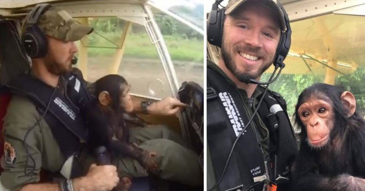 d21.png?resize=1200,630 - Baby Chimp Rescued From The Jungle, Co-Piloted His Own Rescue To Return to the City