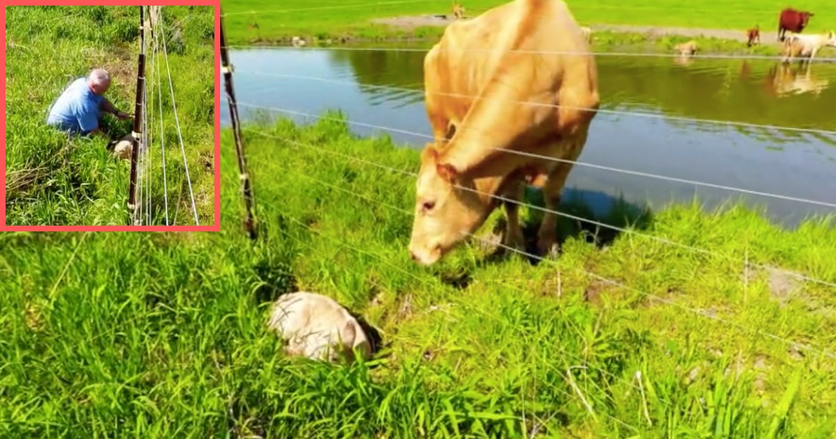 d3 13.png?resize=412,275 - Mother Cow Calls for Help to Rescue Her Little One