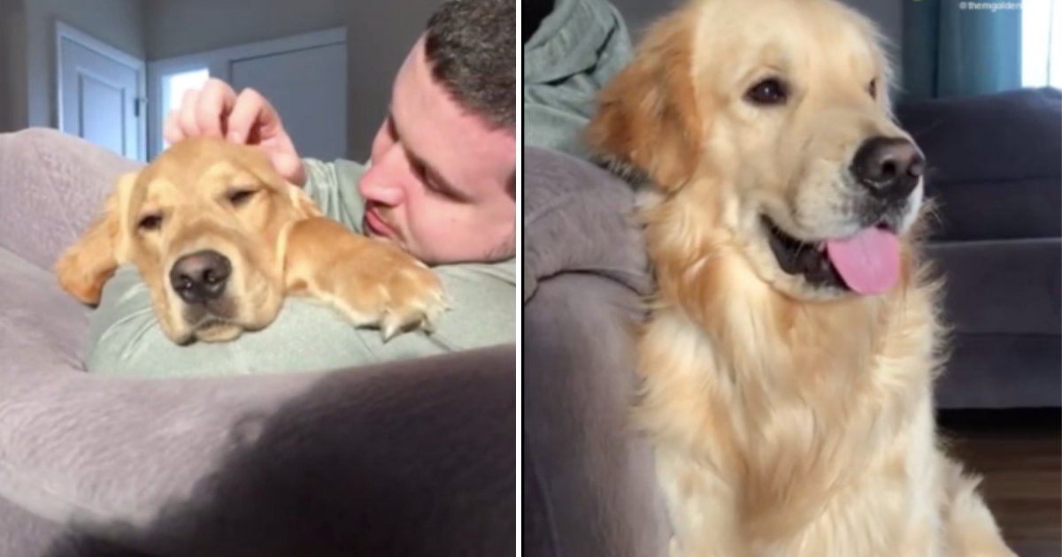 d3 16.png?resize=412,275 - The Patient Pup Waiting for His Turn For Cuddles is the Cutest Thing