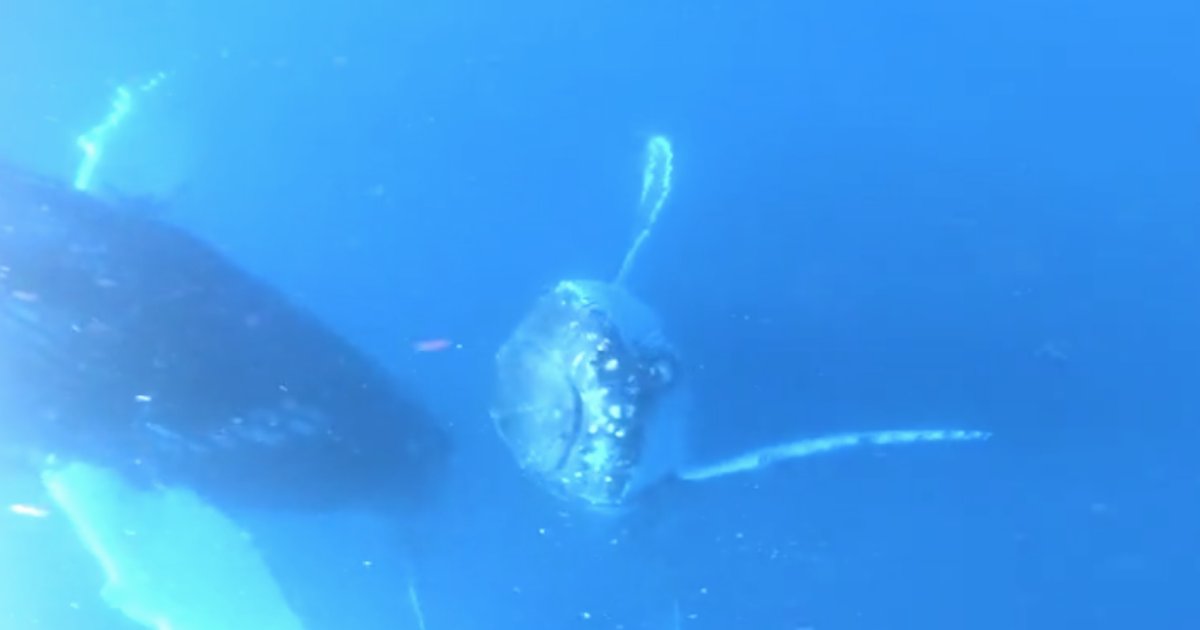 d3 19.png?resize=1200,630 - A Great Video of Whale and a Diver Hanging Out Together