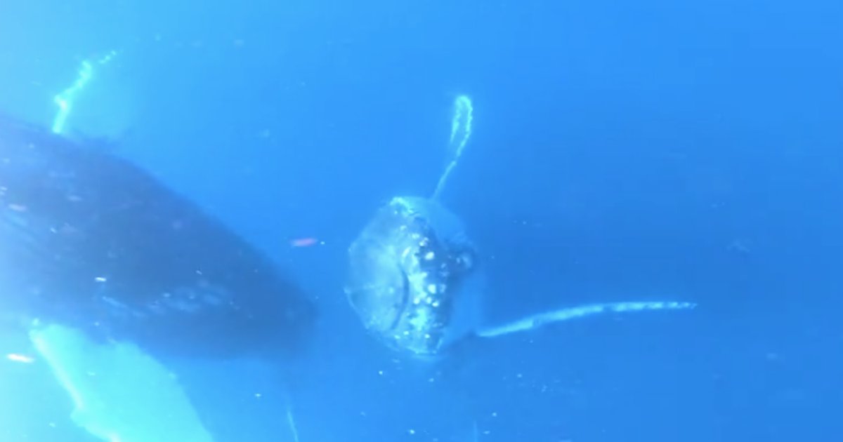 d3 19.png?resize=412,275 - A Great Video of Whale and a Diver Hanging Out Together