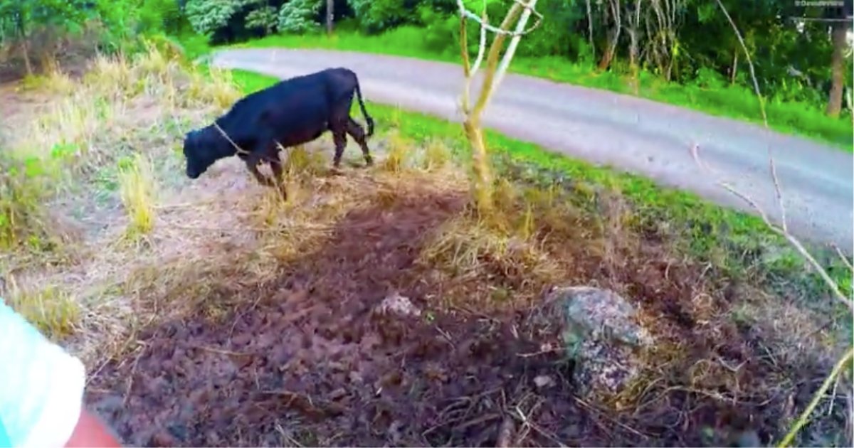 d3 23.png?resize=412,275 - Tourist Helps in Untangling A Cow at the Roadside