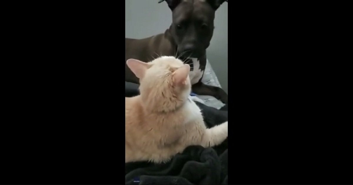d3 6.jpg?resize=1200,630 - This Dog Had A Hilarious And Almost Human-Like Reaction To The Cat Smacking Her On The Face