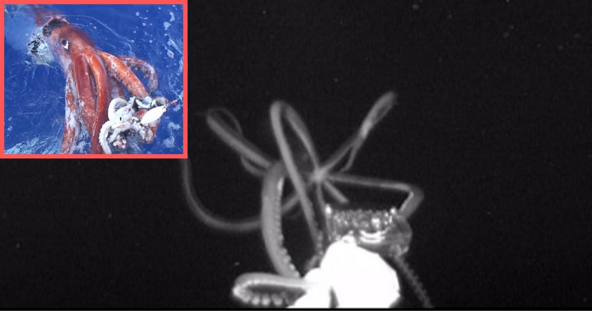 d3 7.png?resize=1200,630 - Pour la toute première fois, un calamar géant a été filmé dans les profondeurs du Golfe du Mexique