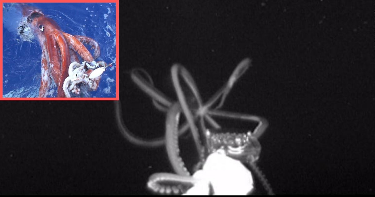 d3 7.png?resize=412,275 - Giant Deep Sea Squid Caught on Camera In the US for the First Time