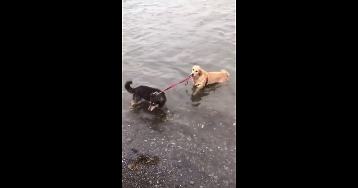 d3.jpg?resize=412,232 - A Dog Tried To Convince Her Pal That It's Fine To Swim But He's Having None Of It