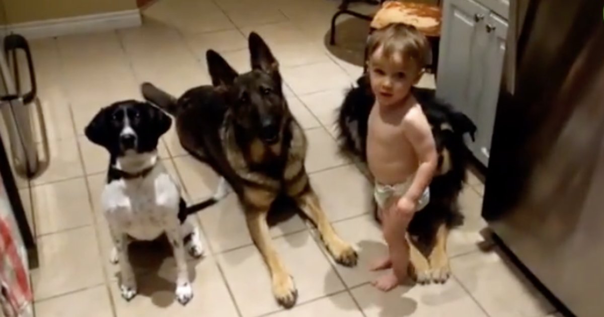 d4 10.png?resize=1200,630 - Un petit bébé sert de la nourriture à ses trois chiens obéissants dans une vidéo adorable