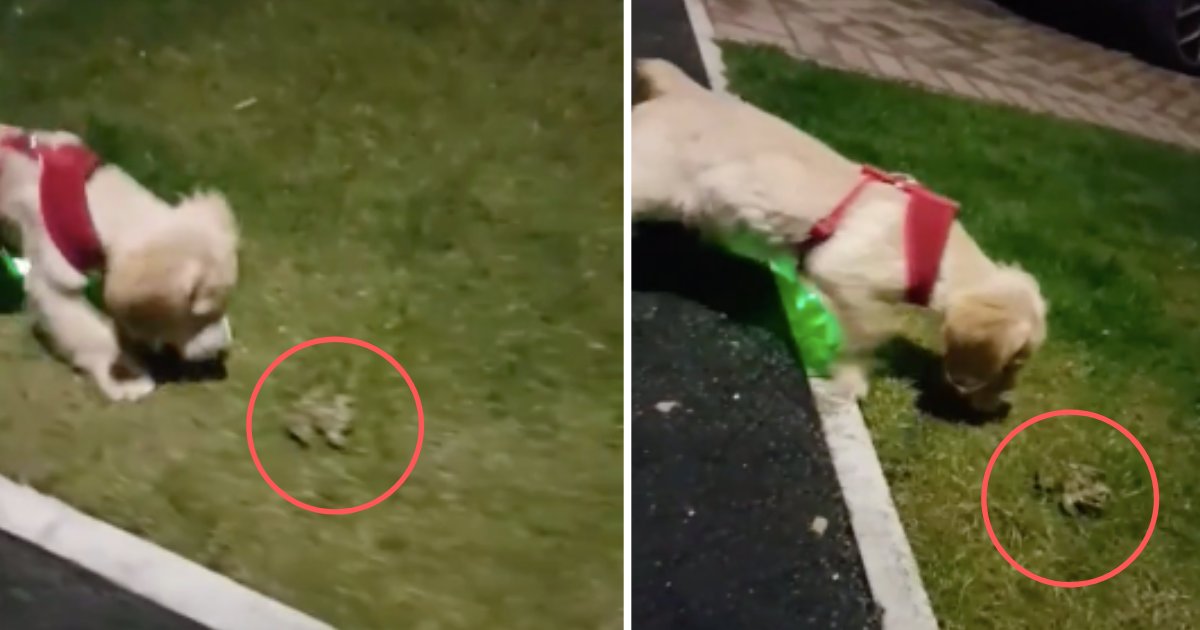 d4 18.png?resize=412,275 - A Puppy Befriends A Frog On His First Walk Outdoors