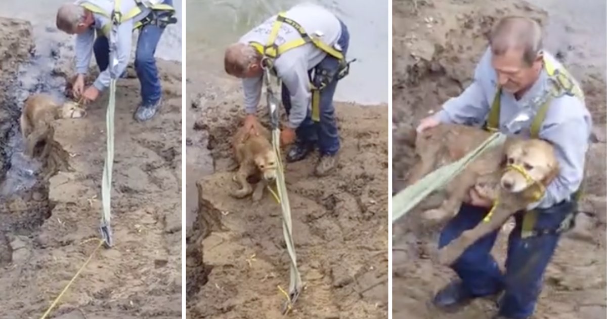 d41.png?resize=1200,630 - Dog Missing for Days Was Found Trapped In A River Bank Full of Mud