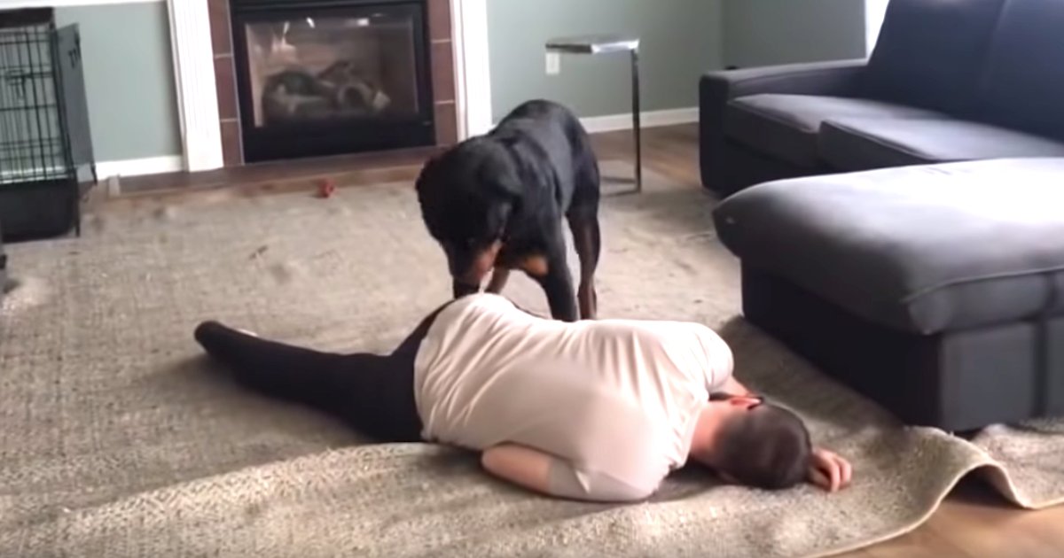 d5 12.png?resize=1200,630 - A Man Falls Down On the Floor to See His Rottweiler's Reaction If He Fainted