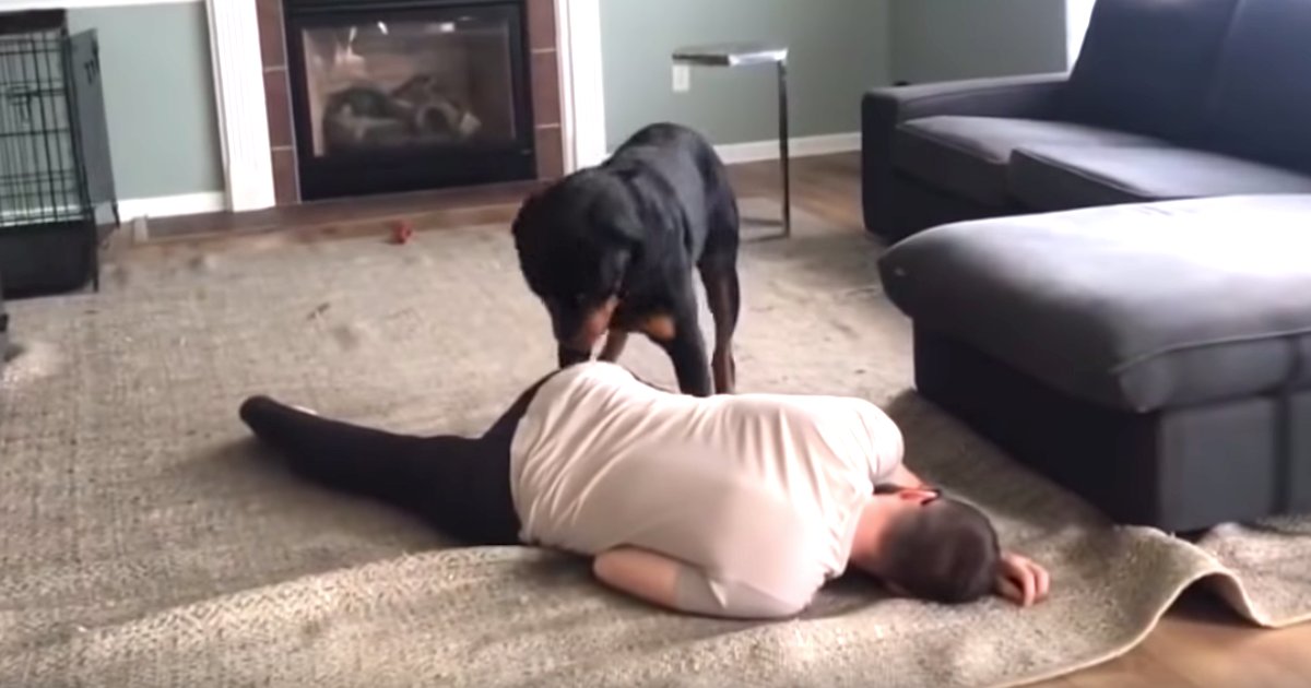 d5 12.png?resize=412,232 - A Man Falls Down On the Floor to See His Rottweiler's Reaction If He Fainted