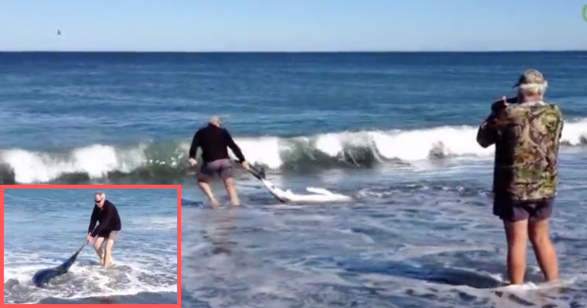 d5 14.png?resize=412,275 - A Man Rescues A Blue Shark On the Beach