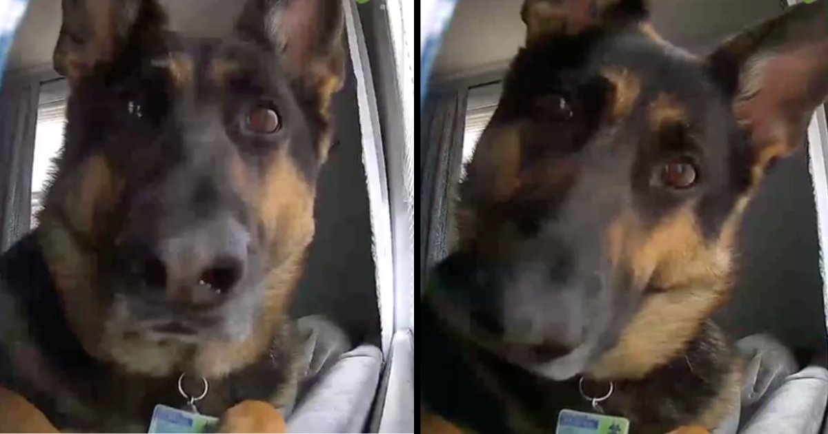 d5 15.png?resize=412,232 - A CCTV at Home Records Funny Video of Guard Dog