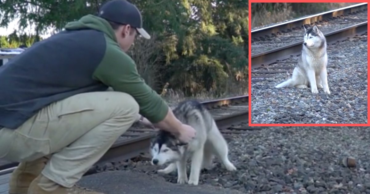 d5 3.png?resize=412,275 - US Firefighter Rescues A Husky From Train Tracks And Brings Him Home