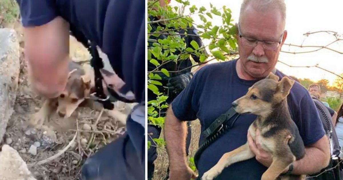 d6 10.png?resize=1200,630 - SC Firefighter Rescued A Dog Trapped Under Pile of Rocks, Later Adopts Him