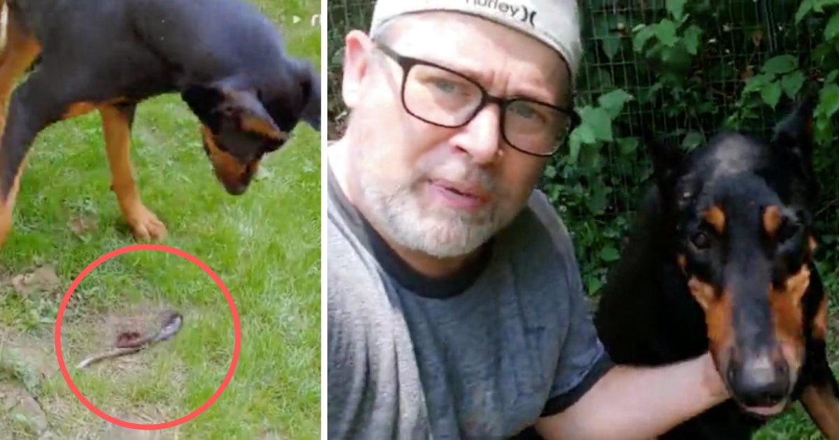 d6 18.png?resize=412,275 - Doberman Catches A Venomous Snake And Surprises Its Owner
