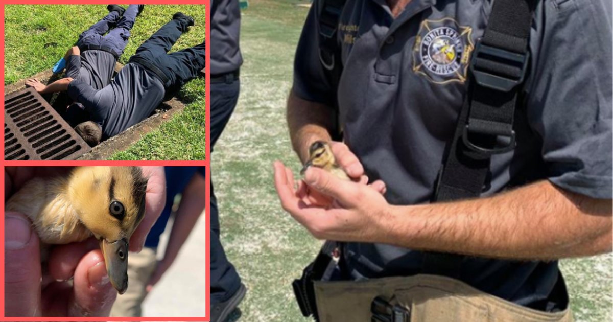 d6 2.png?resize=412,275 - Eight Little Ducklings Were Rescued From A Drain At A Golf Course