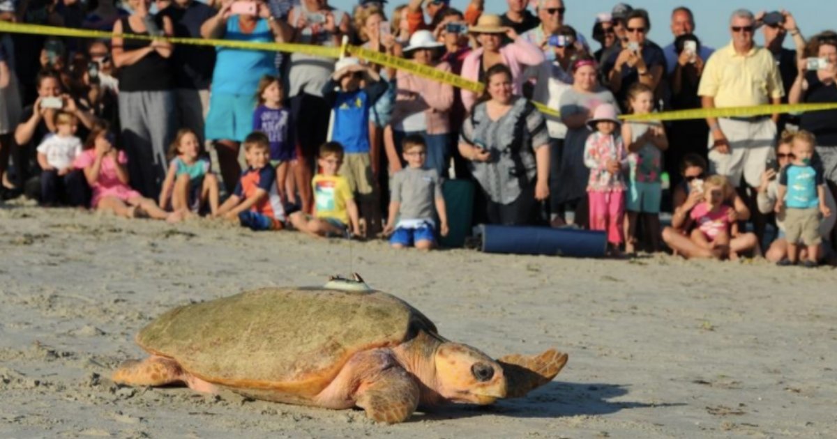 d6 5.png?resize=1200,630 - Loggerhead Turtle Is Released In West Dennis As People Gather To Watch