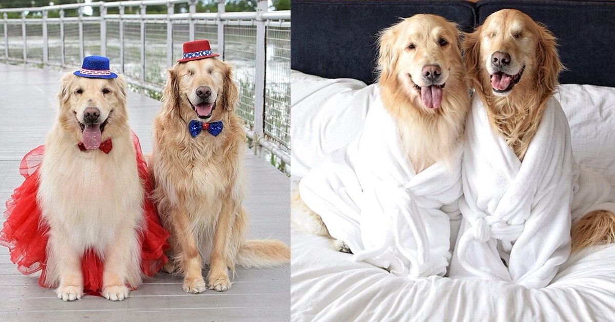dfss.jpg?resize=1200,630 - Jack The Golden Retriever And His Companion Addie Are Setting Examples Of Friendship And Their Pictures Have Taken The Internet By Storm