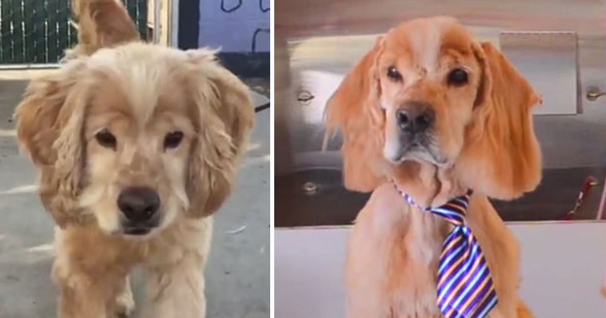 dog makeover.jpg?resize=412,275 - Senior Dog Got A Makeover After His Owner Died So He Could Find A New Home