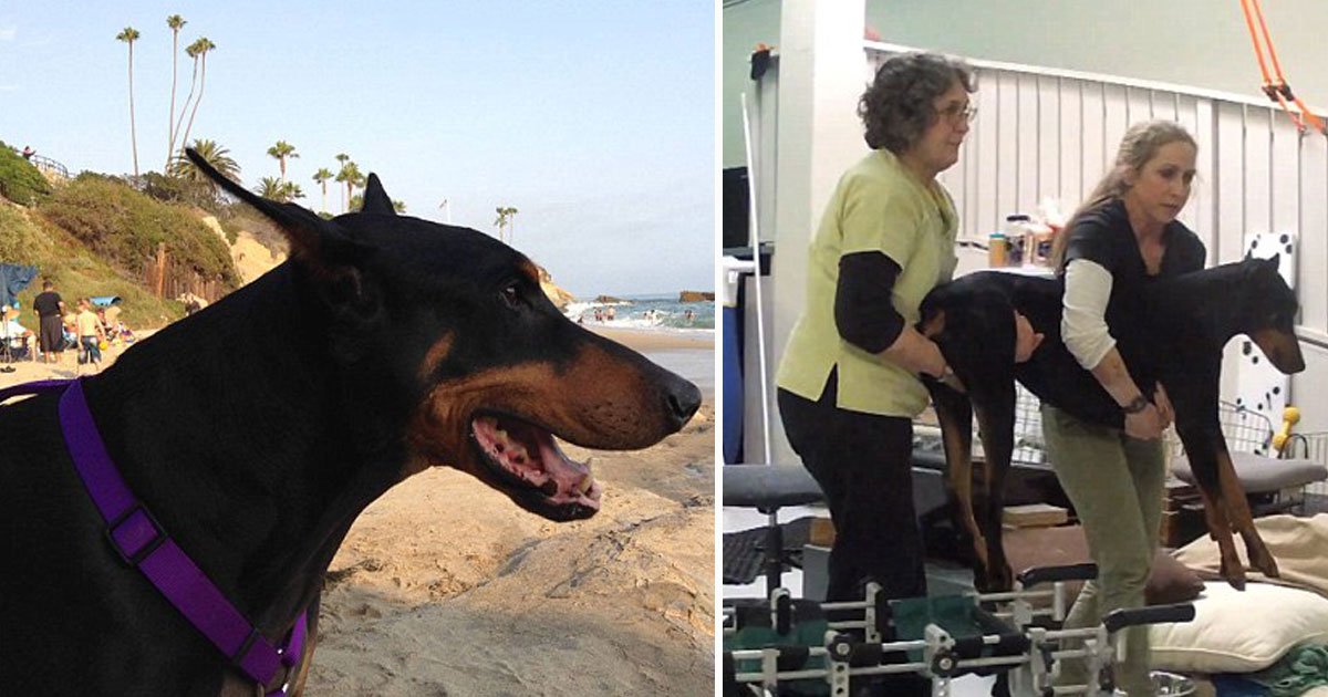 dog paralyzed.jpg?resize=1200,630 - Heartwarming Story Of A Doberman Who Was Left Paralyzed After A Kennel Worker Dropped A Metal Door On His Neck