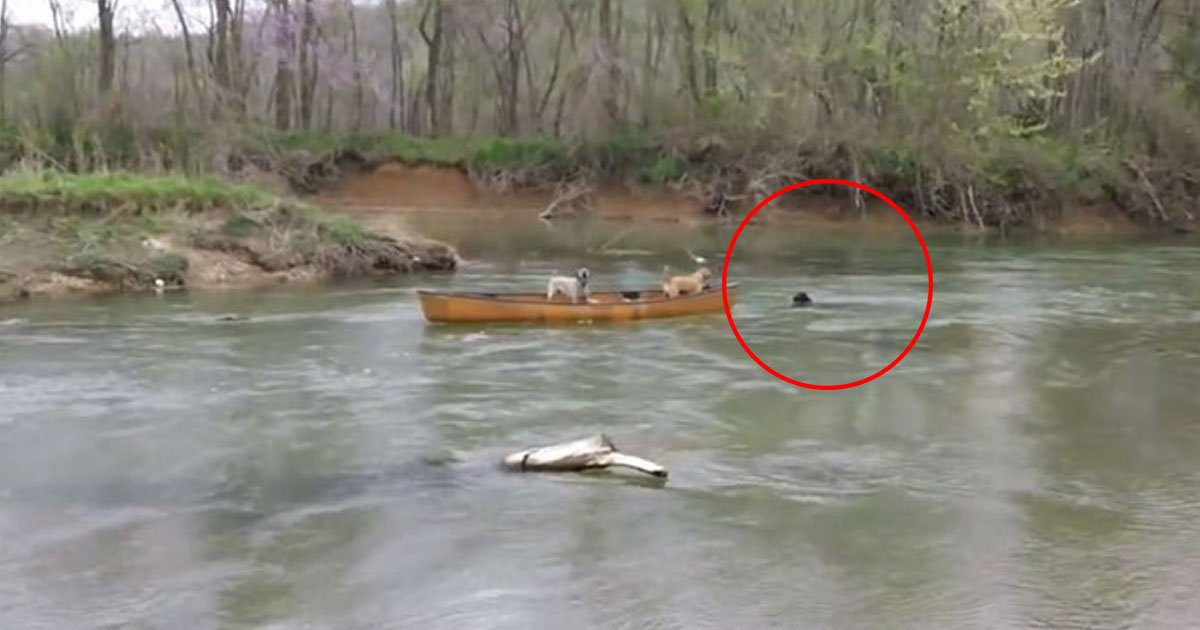 dog saves dogs.jpg?resize=1200,630 - Un labrador noir a sauvé deux chiens piégés dans un canoë qui commençait à descendre une rivière