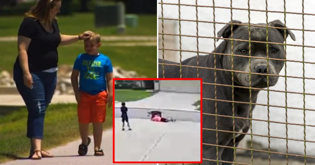 doggy.png?resize=412,275 - 6-Year-Old Boy Was Playing With Friends When A Pit Bull Suddenly Attacked Them, Pinning Him Down