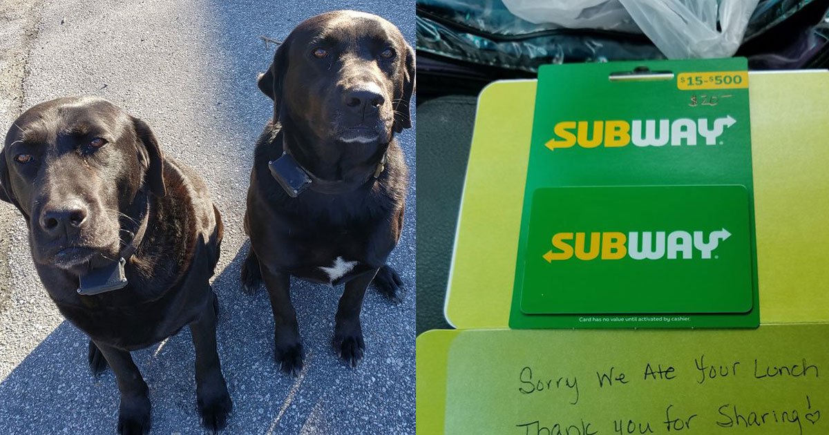 dogs stole mail carriers lunch but later made an apology note that went viral.jpg?resize=1200,630 - Two Dogs Stole The Mail Carrier's Lunch And Their Apology Note Went Viral