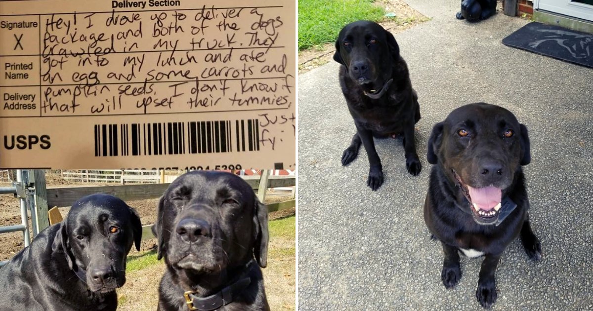 dogs2.png?resize=1200,630 - Dogs Sneak Into Mail Carrier's Truck And Steal His Lunch, Send The Most Adorable Apology