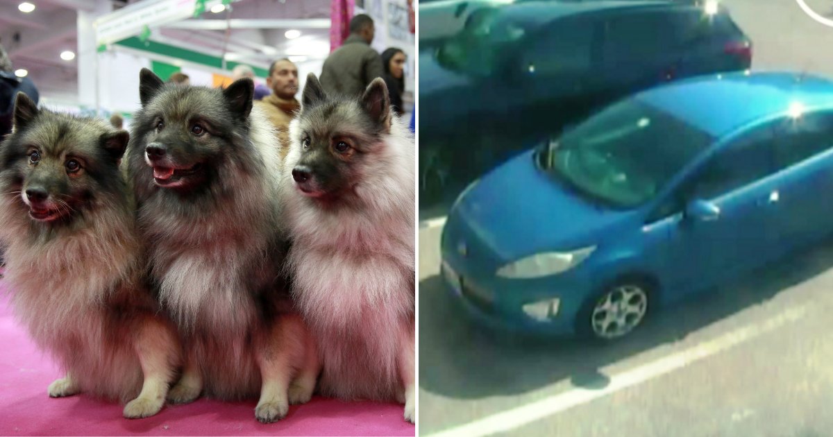 dogs3 1.png?resize=1200,630 - Three Dogs Passed Away After Owner Left Them In Hot Car During Heatwave