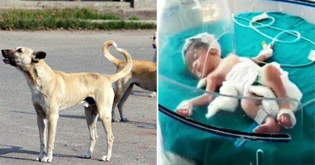dogs5 1.png?resize=1200,630 - Stray Dogs Save Life Of Newborn Who Was Dumped By Parents In Sewage Drain