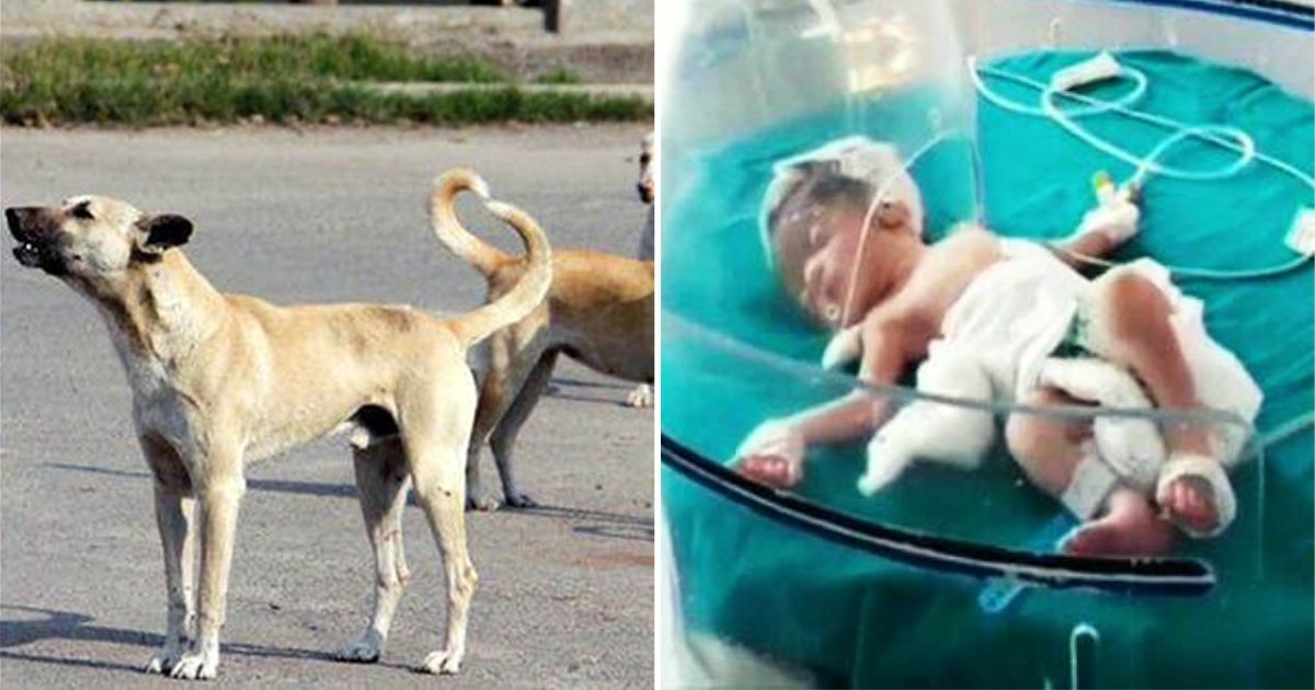dogs5 1.png?resize=412,275 - Stray Dogs Save Life Of Newborn Who Was Dumped By Parents In Sewage Drain