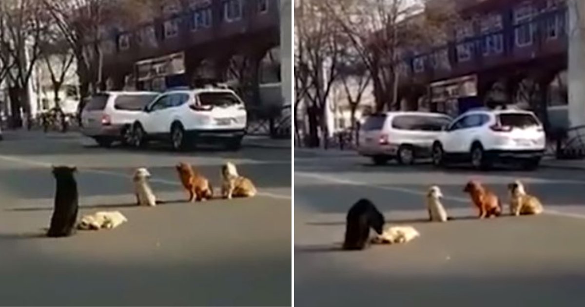 dogs5.png?resize=1200,630 - Quatre chiens loyaux bloquent une rue passante pour protéger leur copain qui s'est fait frapper par une voiture