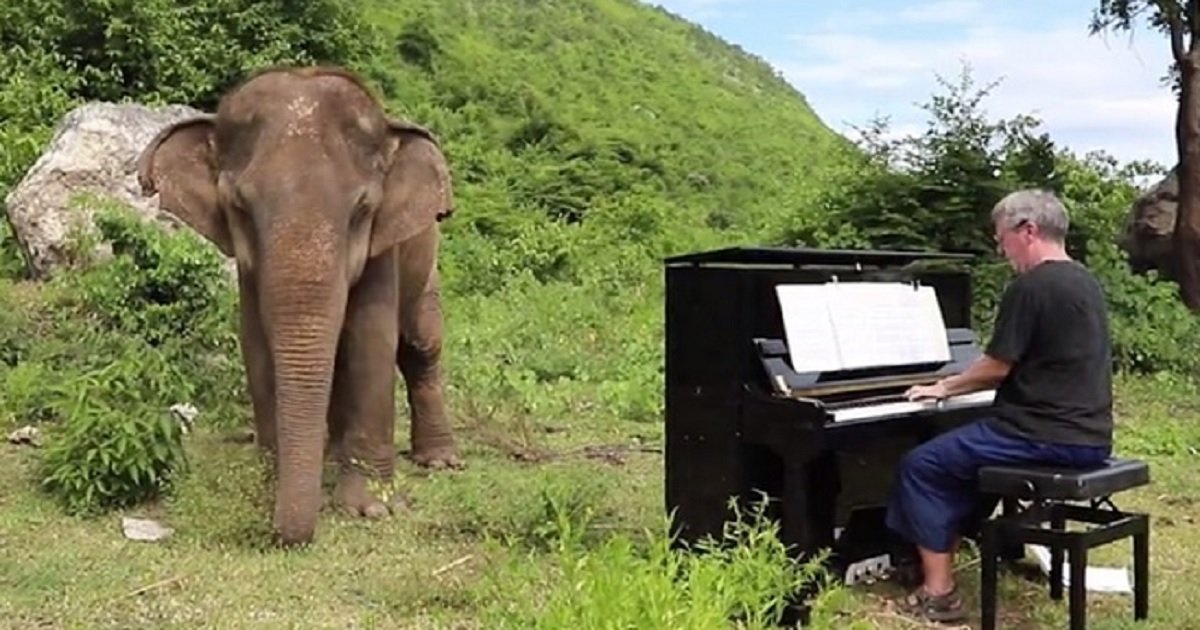 e3.jpg?resize=412,275 - Regardez comment cet éléphant aveugle a réagi lorsqu'un pianiste a commencé à jouer du Bach