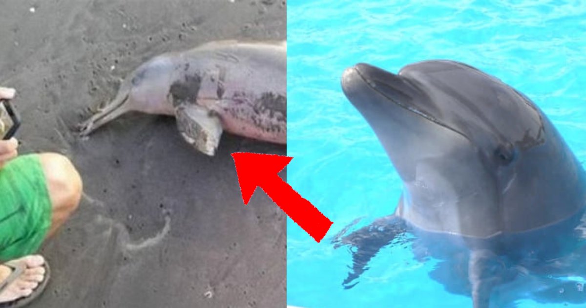 可愛い と次々に 自撮り する観光客のせいで命を失った イルカの赤ちゃん Hachibachi