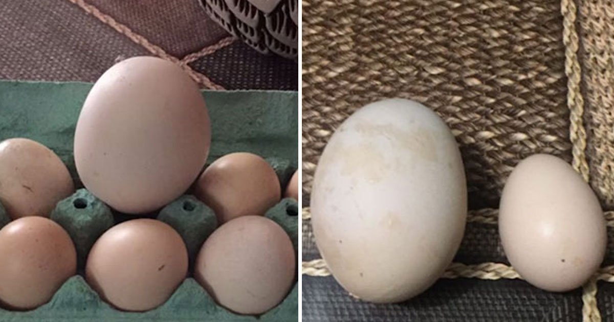 egg inside egg.jpg?resize=1200,630 - Une femme a découvert un œuf géant dans son poulailler avec une surprise à l'intérieur
