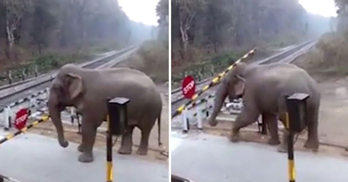 elephant lifts barrier road.jpg?resize=1200,630 - Smart Elephant Lifted A Railway Barrier To Cross The Road