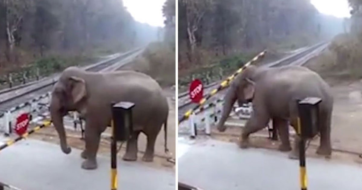 elephant lifts barrier road.jpg?resize=412,232 - Vidéo: Un éléphant intelligent a soulevé délicatement une barrière qui lui barrait le chemin pour traverser la route