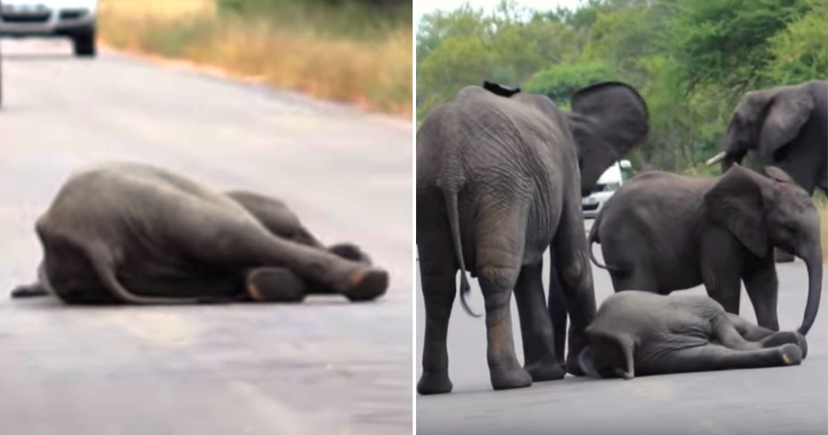 elephant6.png?resize=1200,630 - Baby Elephant Collapses In Middle Of The Road, Herd Immediately Gathers To Help