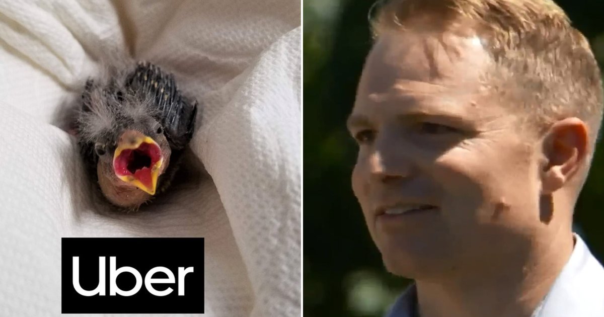 featured image 48.png?resize=1200,630 - A Day-Drinker Saved The Life Of An Injured Bird By Timely Sending It To A Vet Via UBER