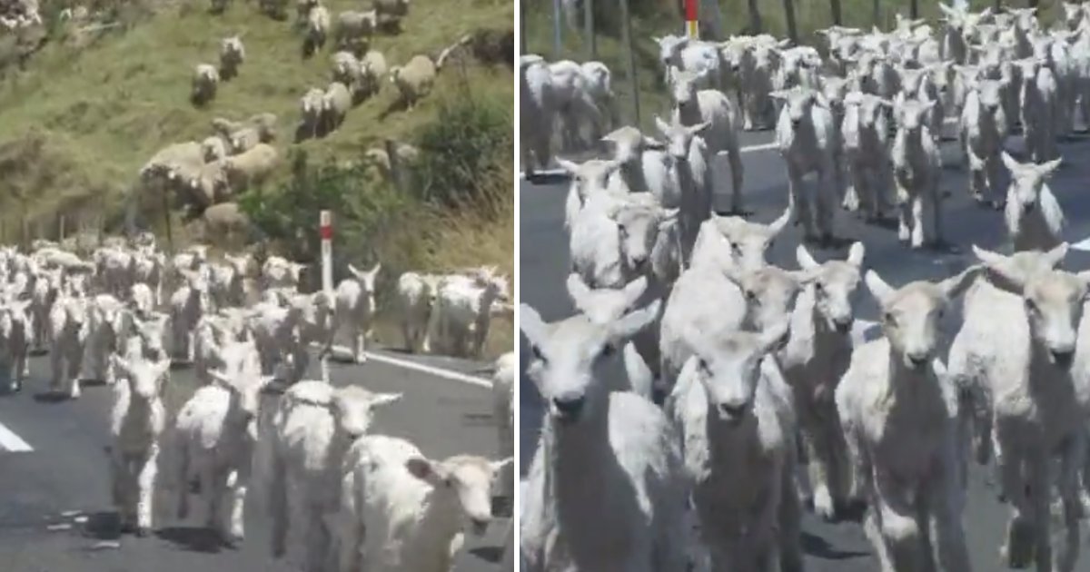 featured image 5.png?resize=1200,630 - Traffic In New Zealand Was Halted By Thousands Of Sheep Taking Over The Road