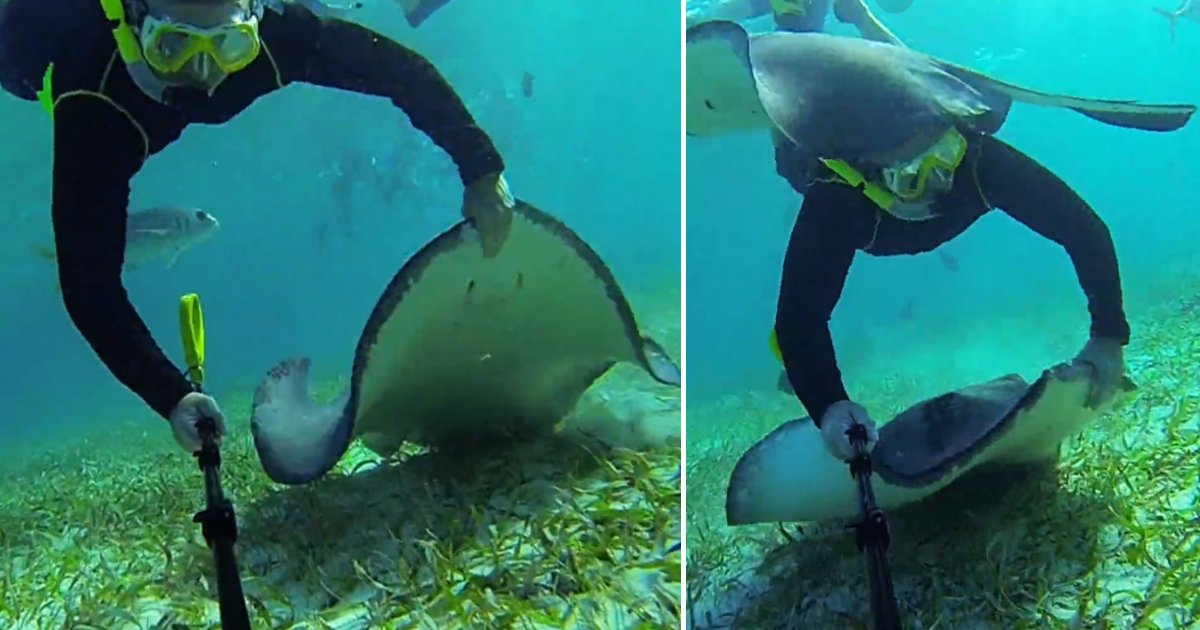 featured image 93.png?resize=412,275 - Rare Moment Of A Swimmer Encountering An Extremely Friendly Stingray