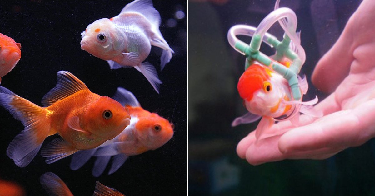 fish5.png?resize=1200,630 - Animal Lover Builds 'Wheelchair' To Help His Disabled Goldfish Stay Afloat