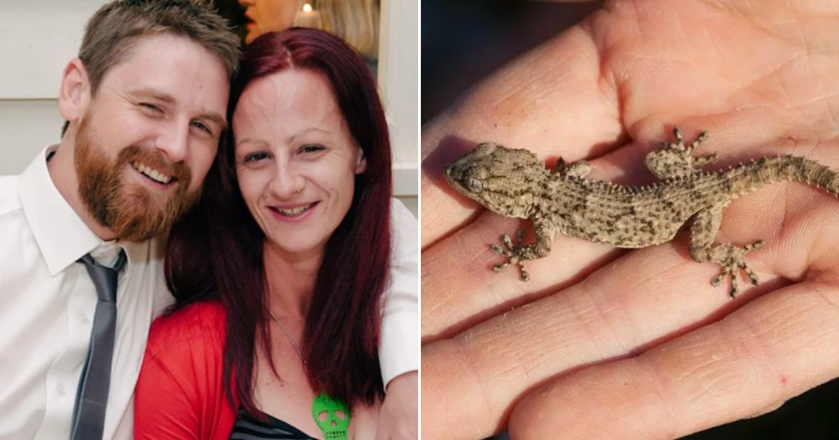 gecko2.png?resize=412,232 - Man Who Was Dared To Eat A Gecko At A Party With Friends Passes Away In 'Absolute Agony'
